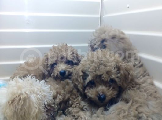 A Scr Muhteşem Toy Poodle  Yavrularimiz görsel