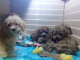 A Scr Muhteşem Toy Poodle  Yavrularimiz