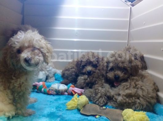 A Scr Muhteşem Toy Poodle  Yavrularimiz görsel