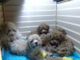 A SCR MUHTEŞEM TOY POODLE  YAVRULARIMIZ