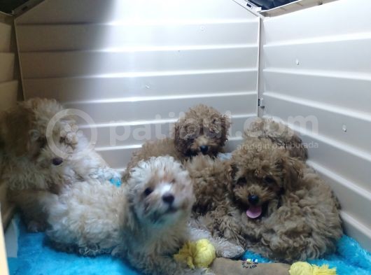 A Scr Muhteşem Toy Poodle  Yavrularimiz