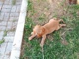4 Aylik Yavru