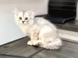 fazla sevimli british longhair silver kızımız