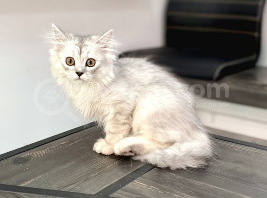 Fazla Sevimli British Longhair Silver Kızımız