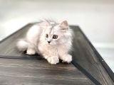 Fazla Sevimli British Longhair Silver Kızımız