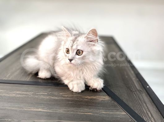 Fazla Sevimli British Longhair Silver Kızımız görsel
