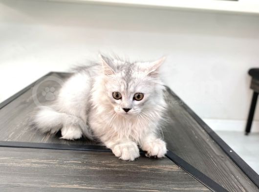 Fazla Sevimli British Longhair Silver Kızımız görsel