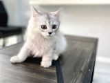 Fazla Sevimli British Longhair Silver Kızımız