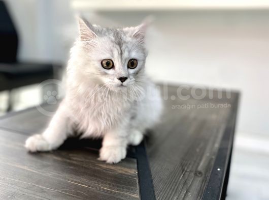 Fazla Sevimli British Longhair Silver Kızımız görsel