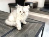 Fazla Sevimli British Longhair Silver Kızımız