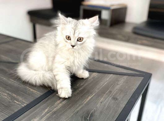 Fazla Sevimli British Longhair Silver Kızımız görsel