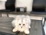 Fazla Sevimli British Longhair Silver Kızımız