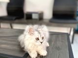 Fazla Sevimli British Longhair Silver Kızımız