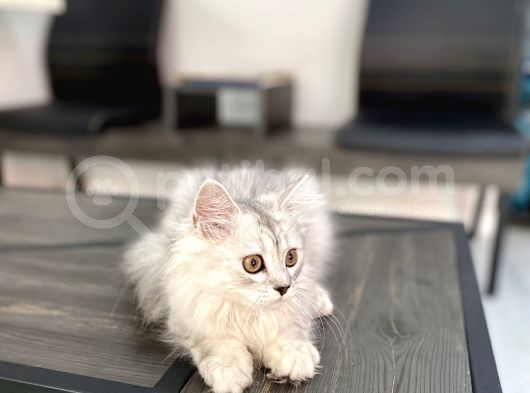 Fazla Sevimli British Longhair Silver Kızımız görsel