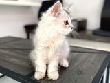 Fazla Sevimli British Longhair Silver Kızımız