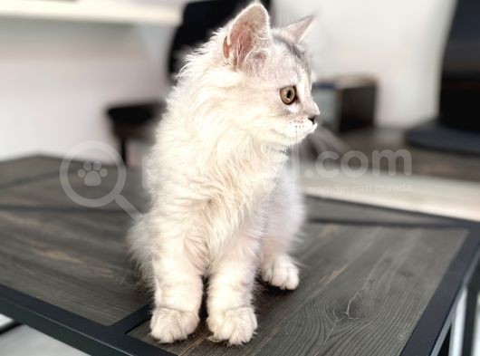 Fazla Sevimli British Longhair Silver Kızımız görsel