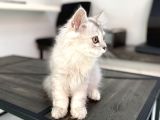 Fazla Sevimli British Longhair Silver Kızımız