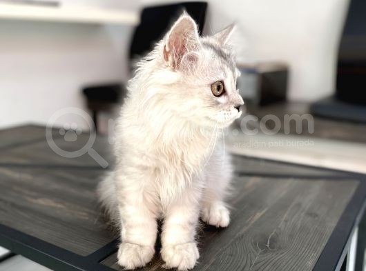 Fazla Sevimli British Longhair Silver Kızımız görsel