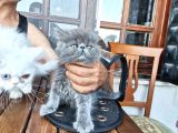 3 Aylık Asil Oğlan