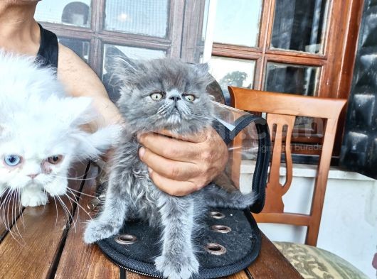 3 Aylık Asil Oğlan görsel