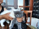 3 Aylık Asil Oğlan