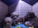 Üstün Kali̇te Toy Poodle A Secere Bebekler