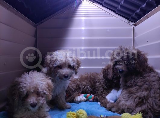 Üstün Kali̇te Toy Poodle A Secere Bebekler görsel