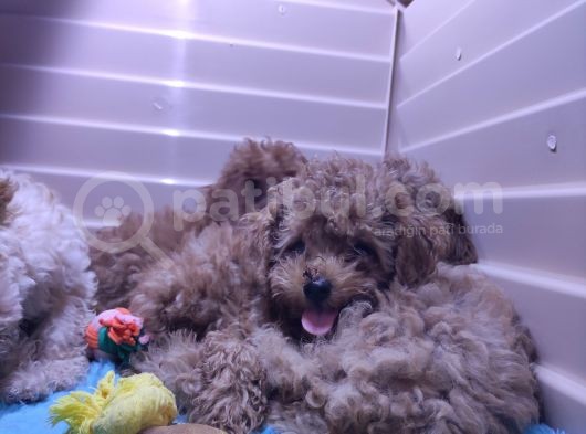 Üstün Kali̇te Toy Poodle A Secere Bebekler görsel