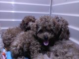 Üstün Kali̇te Toy Poodle A Secere Bebekler