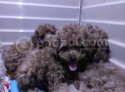 Üstün Kali̇te Toy Poodle A Secere Bebekler görsel