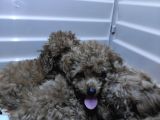 Üstün Kali̇te Toy Poodle A Secere Bebekler