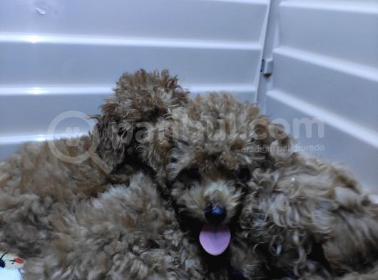 Üstün Kali̇te Toy Poodle A Secere Bebekler görsel