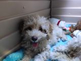 Üstün Kali̇te Toy Poodle A Secere Bebekler