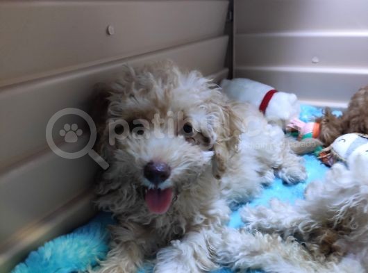 Üstün Kali̇te Toy Poodle A Secere Bebekler görsel