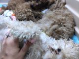 Üstün Kali̇te Toy Poodle A Secere Bebekler