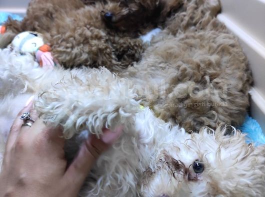 Üstün Kali̇te Toy Poodle A Secere Bebekler görsel