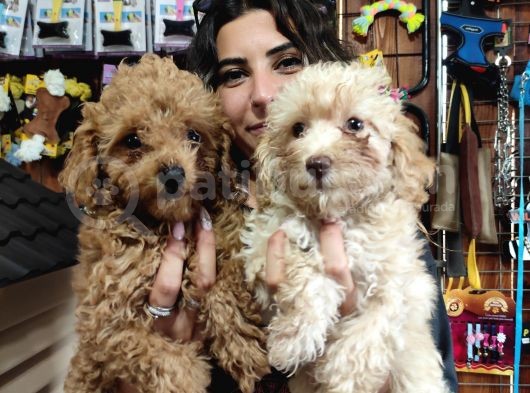 Üstün Kali̇te Toy Poodle A Secere Bebekler görsel