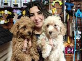 ÜSTÜN KALİTE TOY POODLE A SECERE BEBEKLER