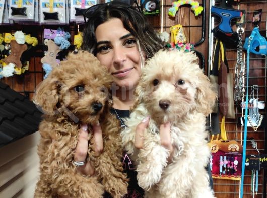 Üstün Kali̇te Toy Poodle A Secere Bebekler
