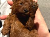 İSTANBUL REDBROWN TEACUP KORE DİŞİ YAVRU