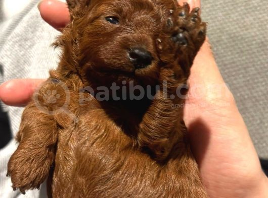 İstanbul Redbrown Teacup Kore Di̇şi̇ Yavru
