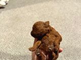İstanbul Redbrown Teacup Kore Di̇şi̇ Yavru