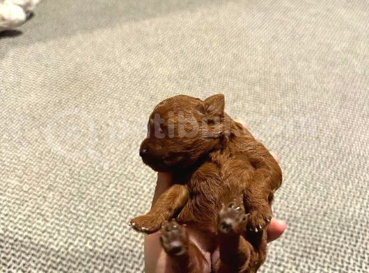 İstanbul Redbrown Teacup Kore Di̇şi̇ Yavru görsel