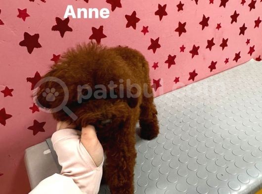 İstanbul Redbrown Teacup Kore Di̇şi̇ Yavru görsel