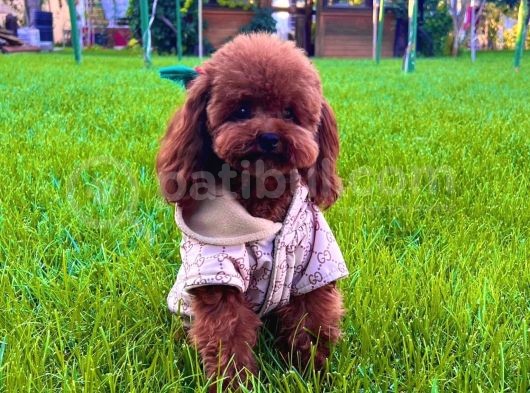 İstanbul Redbrown Teacup Kore Di̇şi̇ Yavru görsel