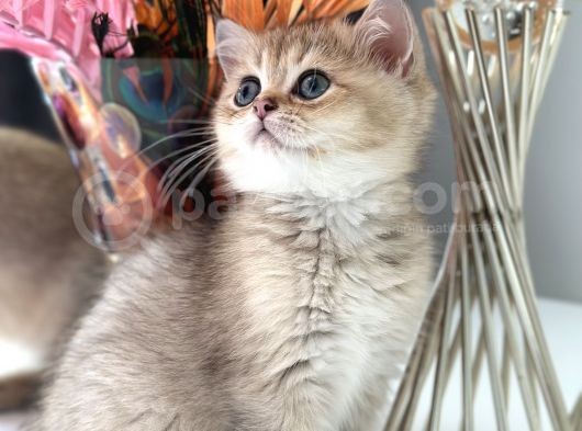 Saf Kan British Shorthair Golden Ny11 Ve Ny12 görsel