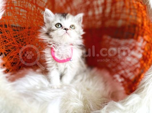 British Longhair Dişi Yavru görsel