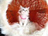 British Longhair Dişi Yavru