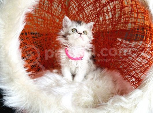 British Longhair Dişi Yavru görsel