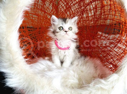 British Longhair Dişi Yavru görsel